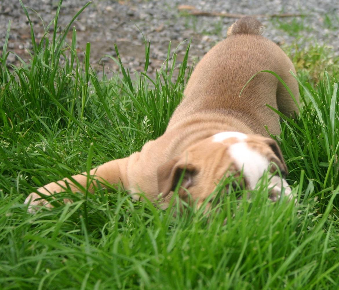 Olde english bulldogge Shelby. billede 4
