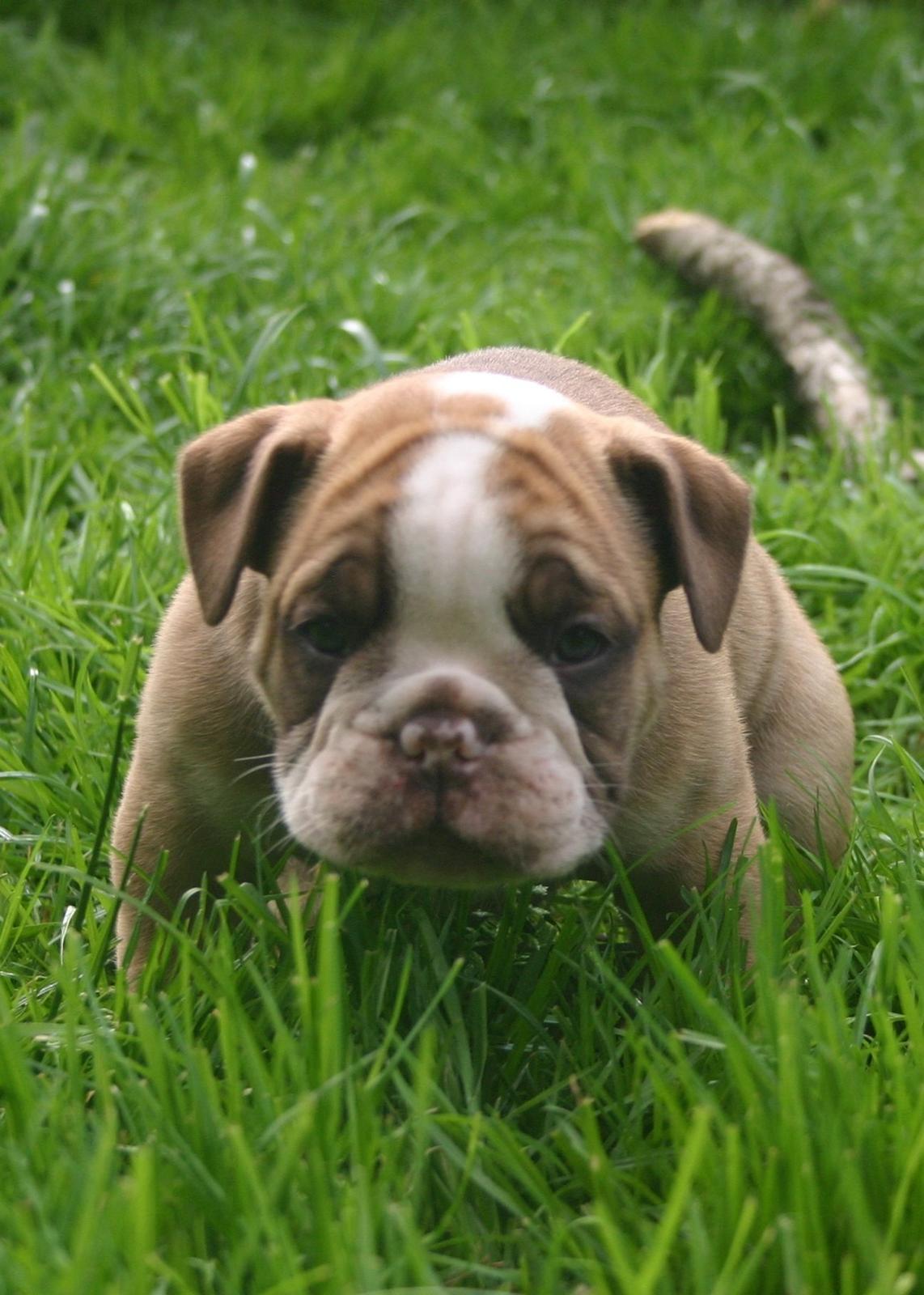 Olde english bulldogge Shelby. billede 3