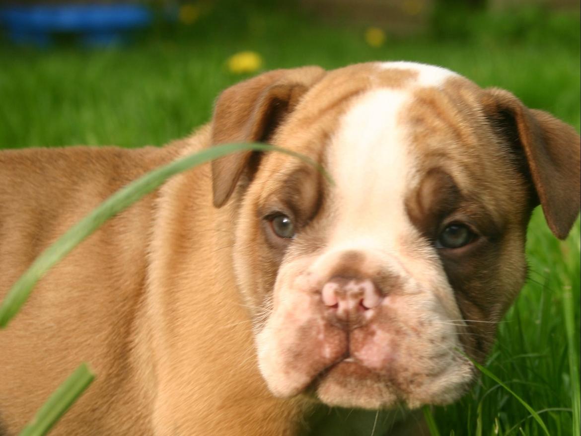 Olde english bulldogge Shelby. billede 5