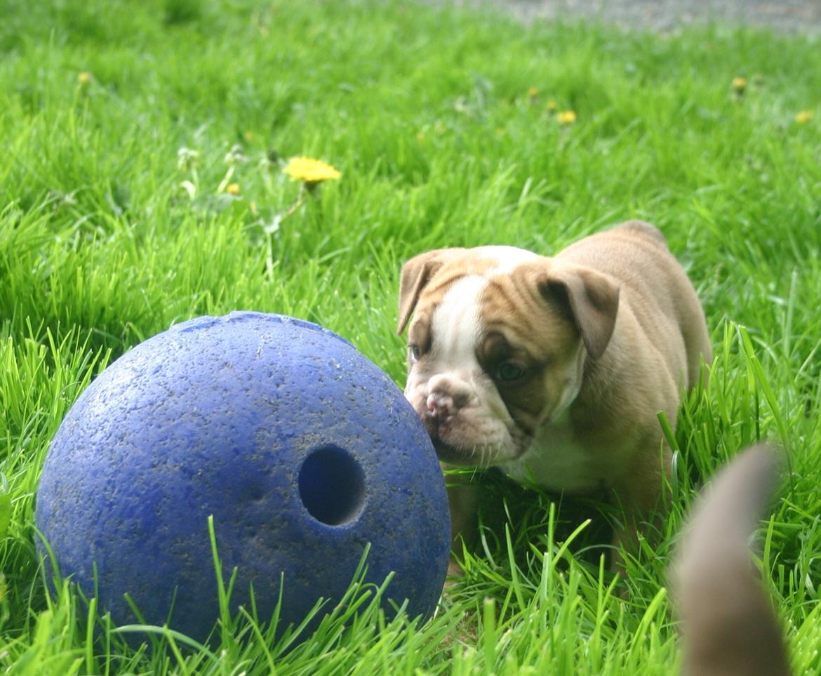Olde english bulldogge Shelby. billede 6