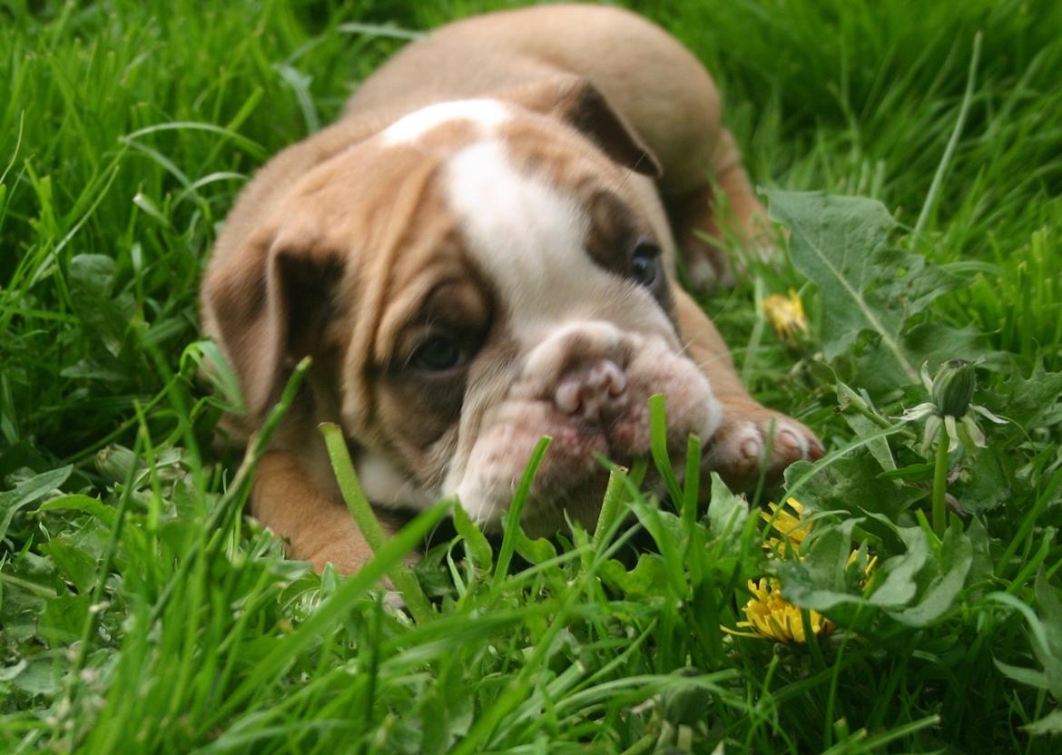 Olde english bulldogge Shelby. billede 7