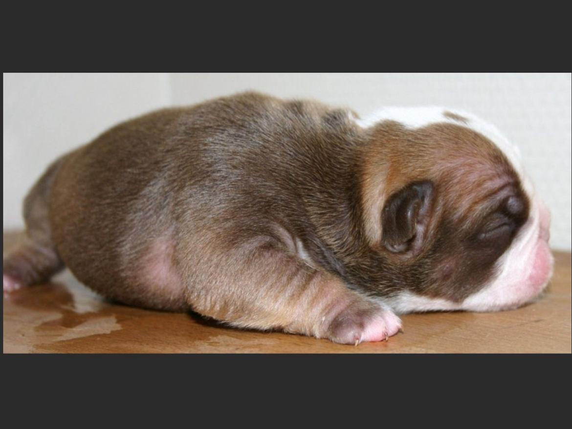 Olde english bulldogge Shelby. billede 8