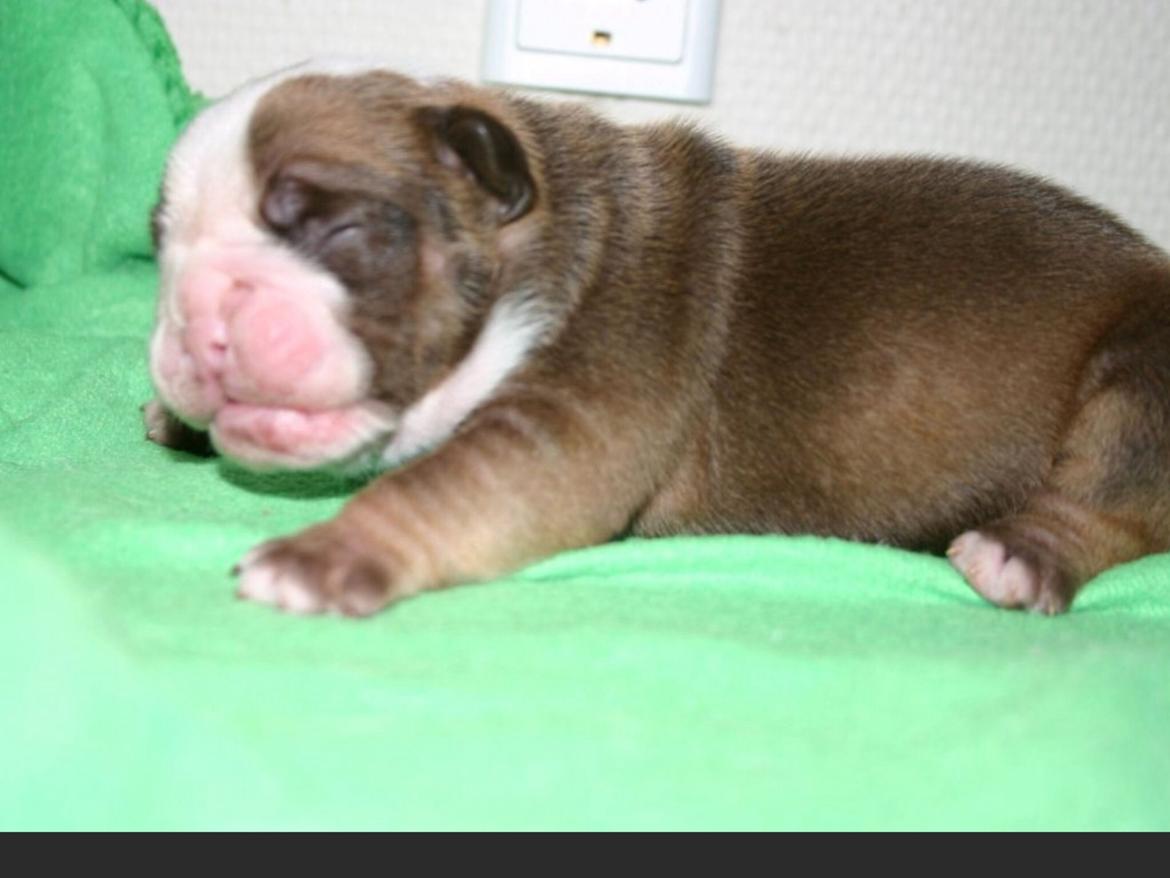 Olde english bulldogge Shelby. billede 9