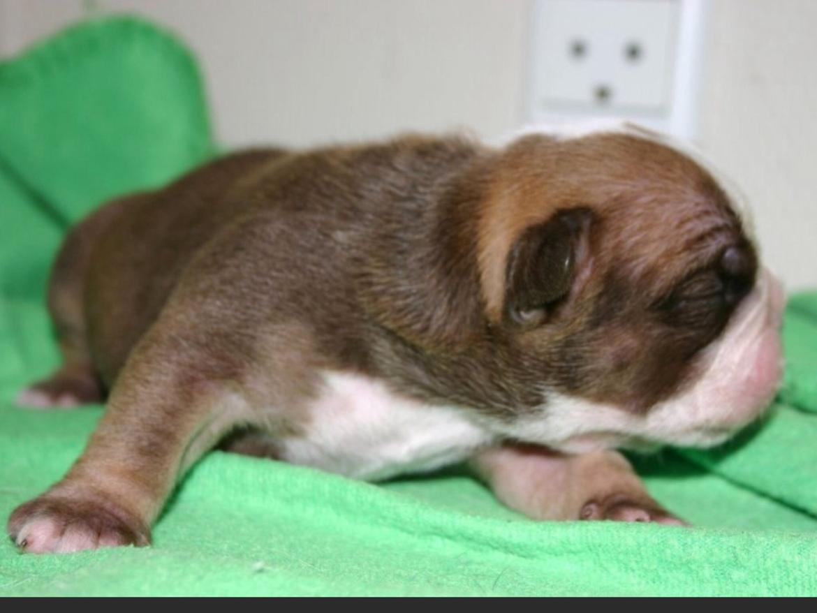 Olde english bulldogge Shelby. billede 10