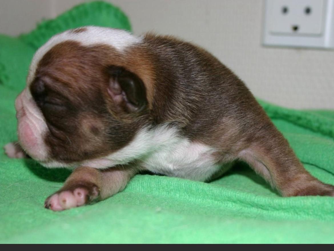 Olde english bulldogge Shelby. billede 11