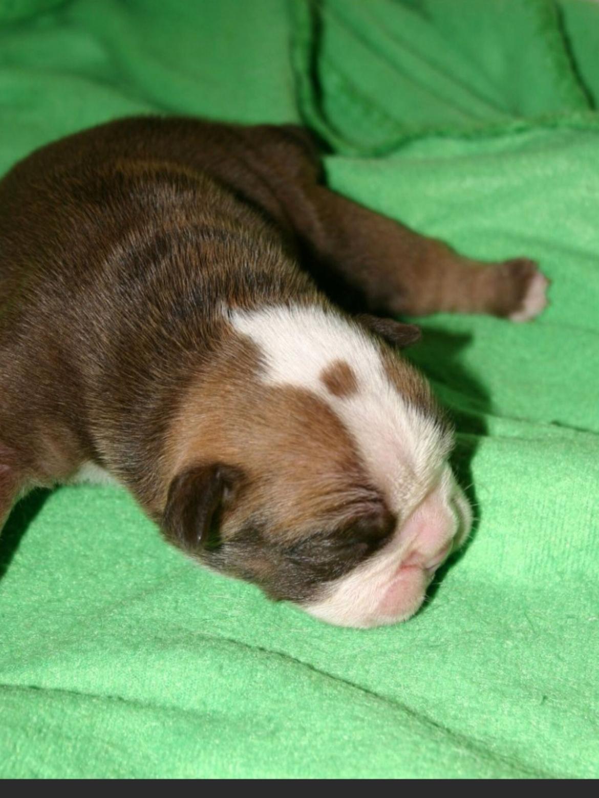 Olde english bulldogge Shelby. billede 12