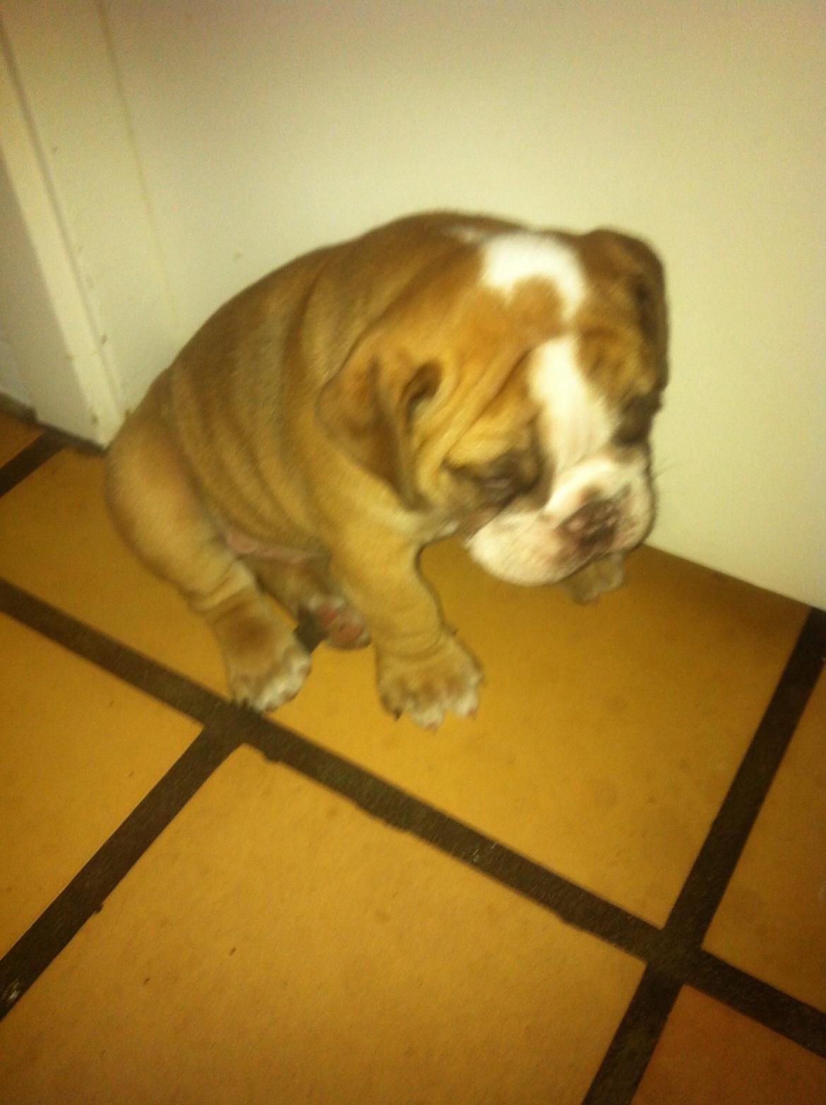 Olde english bulldogge Shelby. billede 13