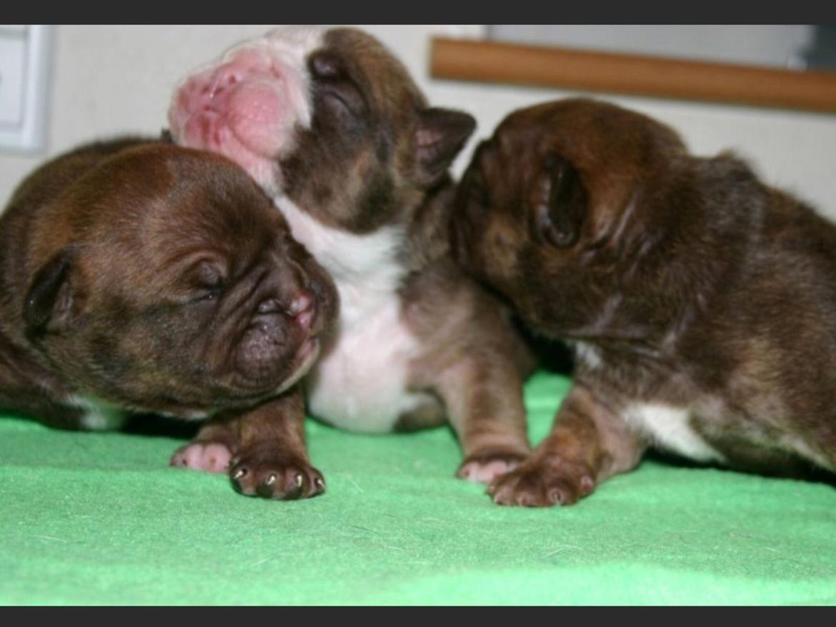 Olde english bulldogge Shelby. billede 14
