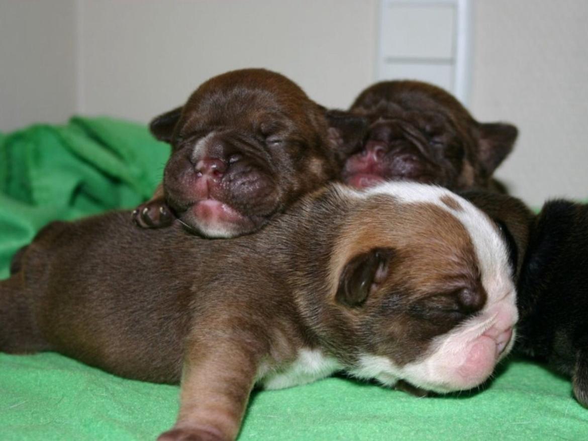 Olde english bulldogge Shelby. billede 15