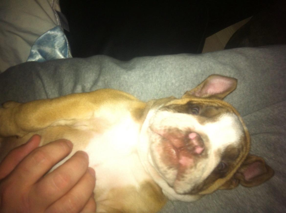 Olde english bulldogge Shelby. billede 16