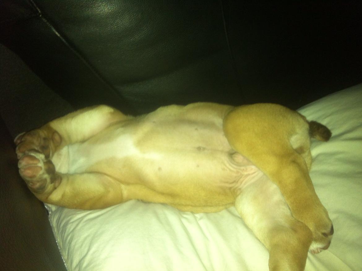 Olde english bulldogge Shelby. billede 17