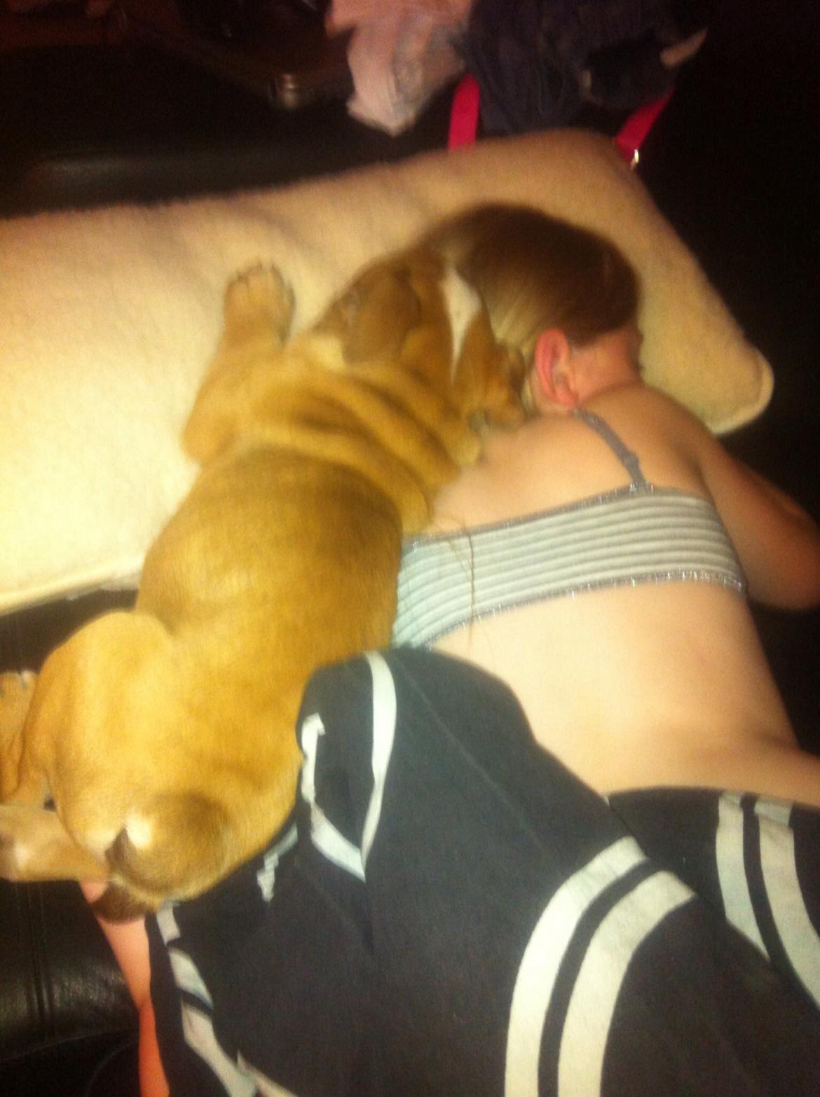 Olde english bulldogge Shelby. billede 18