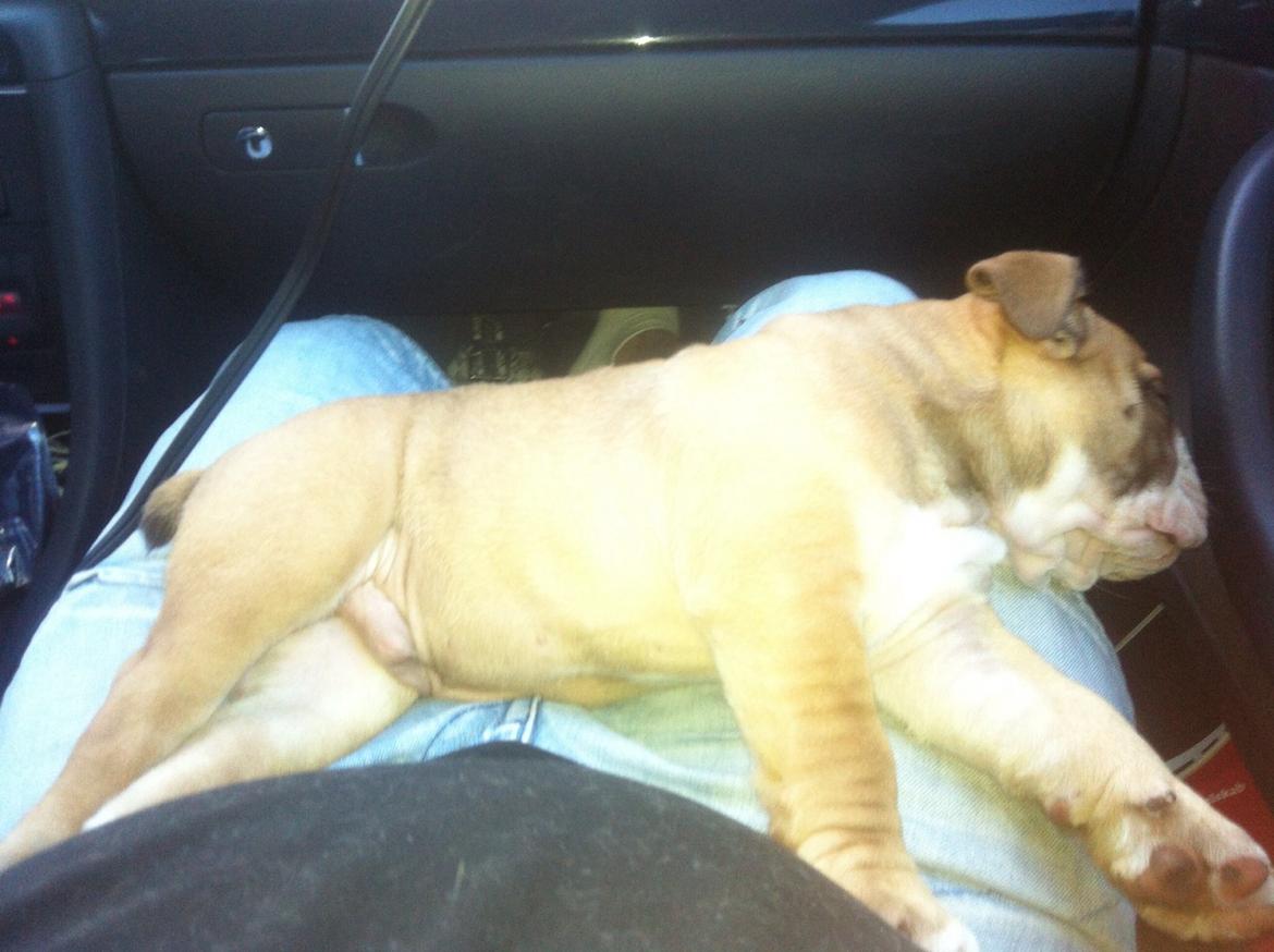 Olde english bulldogge Shelby. billede 19