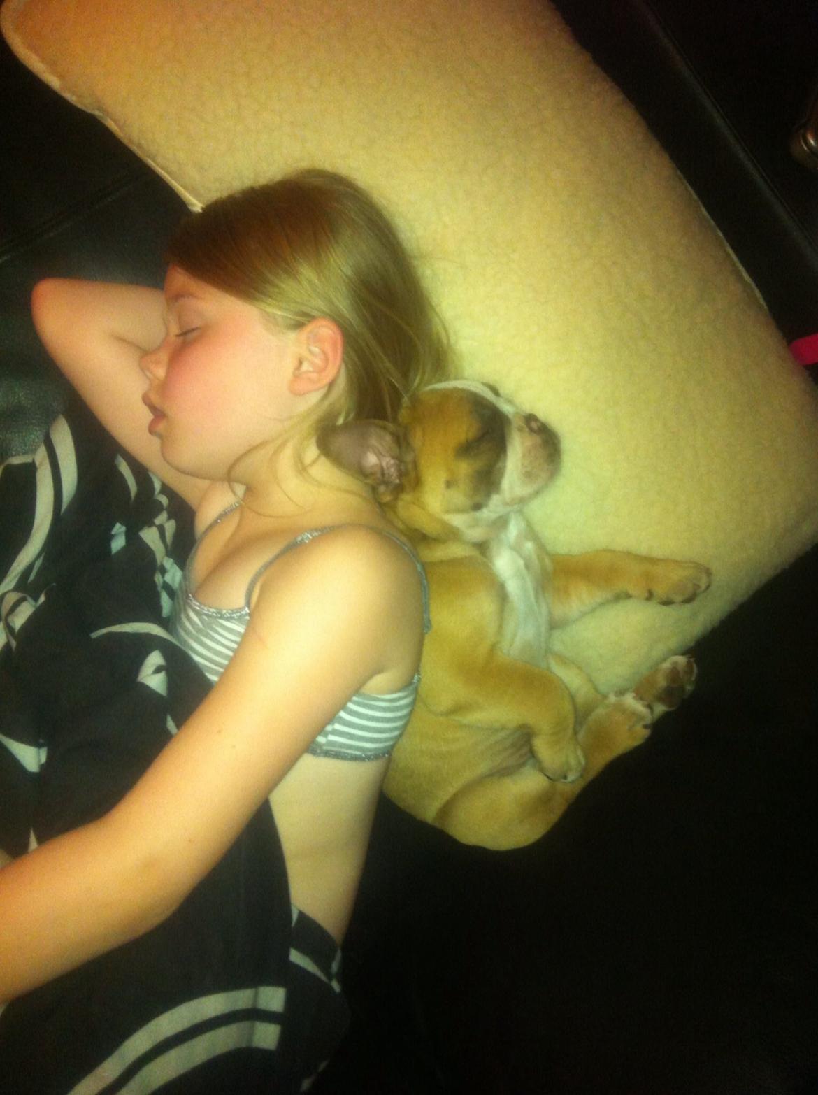 Olde english bulldogge Shelby. billede 20