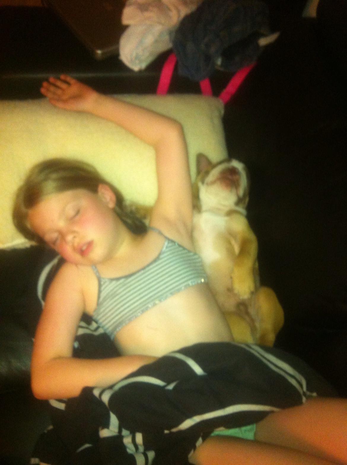 Olde english bulldogge Shelby. billede 21