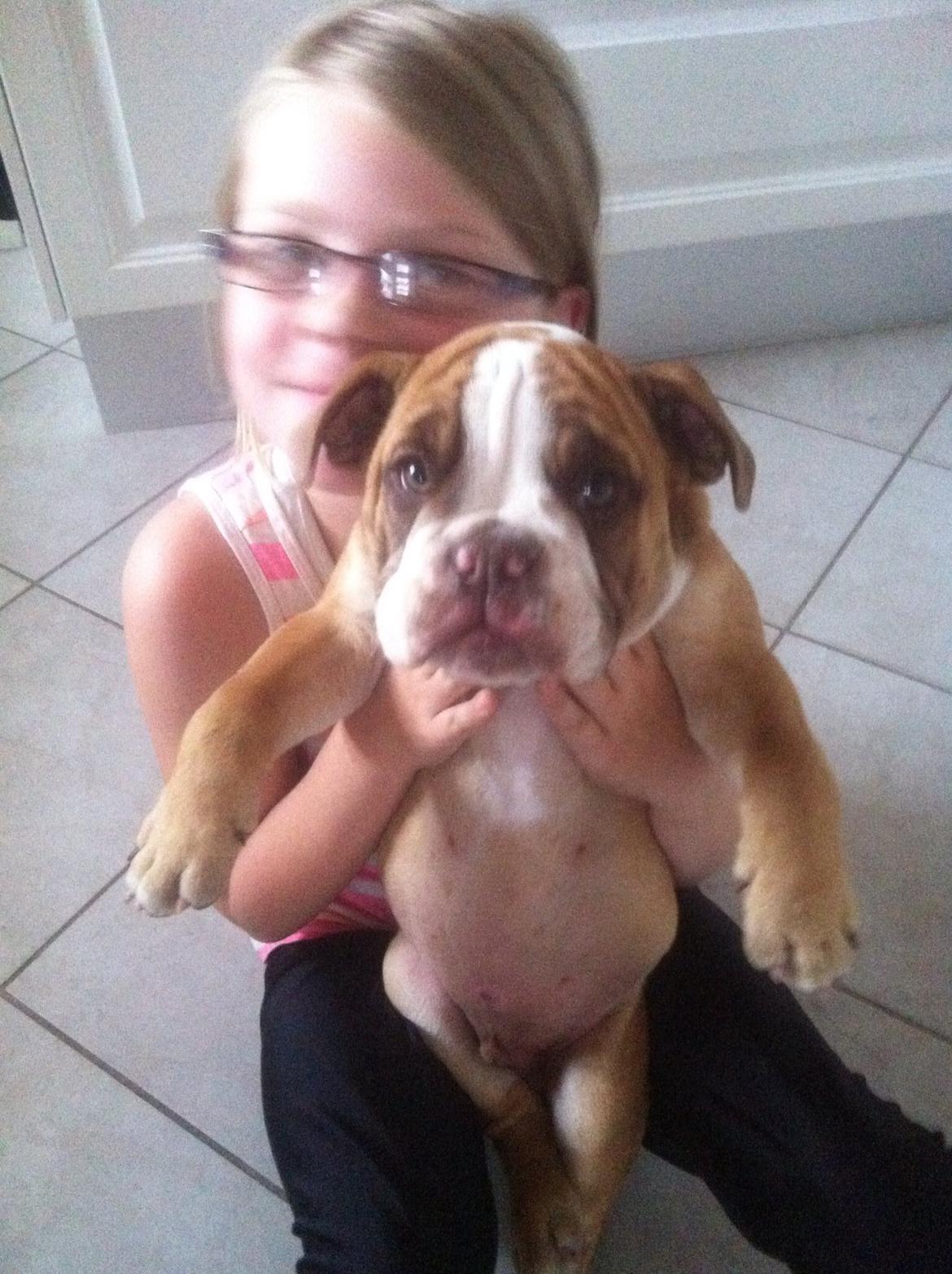 Olde english bulldogge Shelby. billede 22