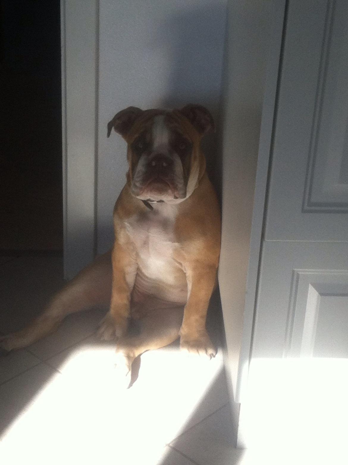 Olde english bulldogge Shelby. billede 23