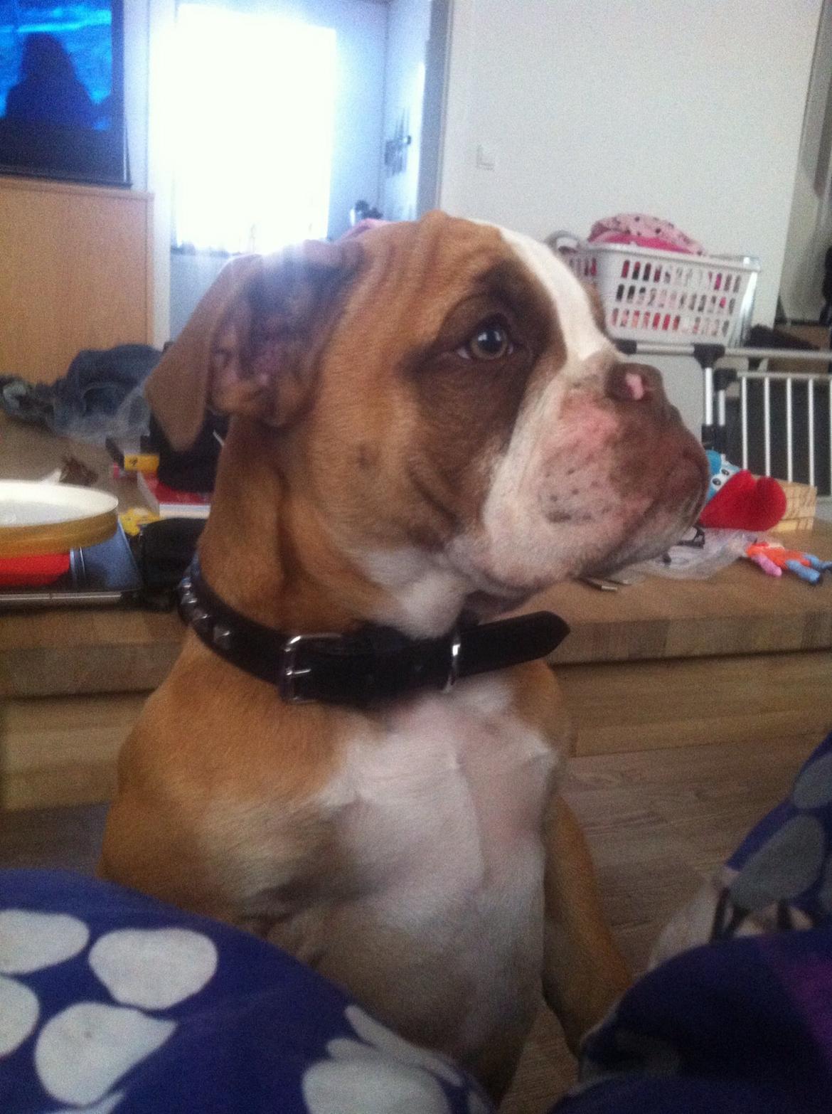 Olde english bulldogge Shelby. billede 24