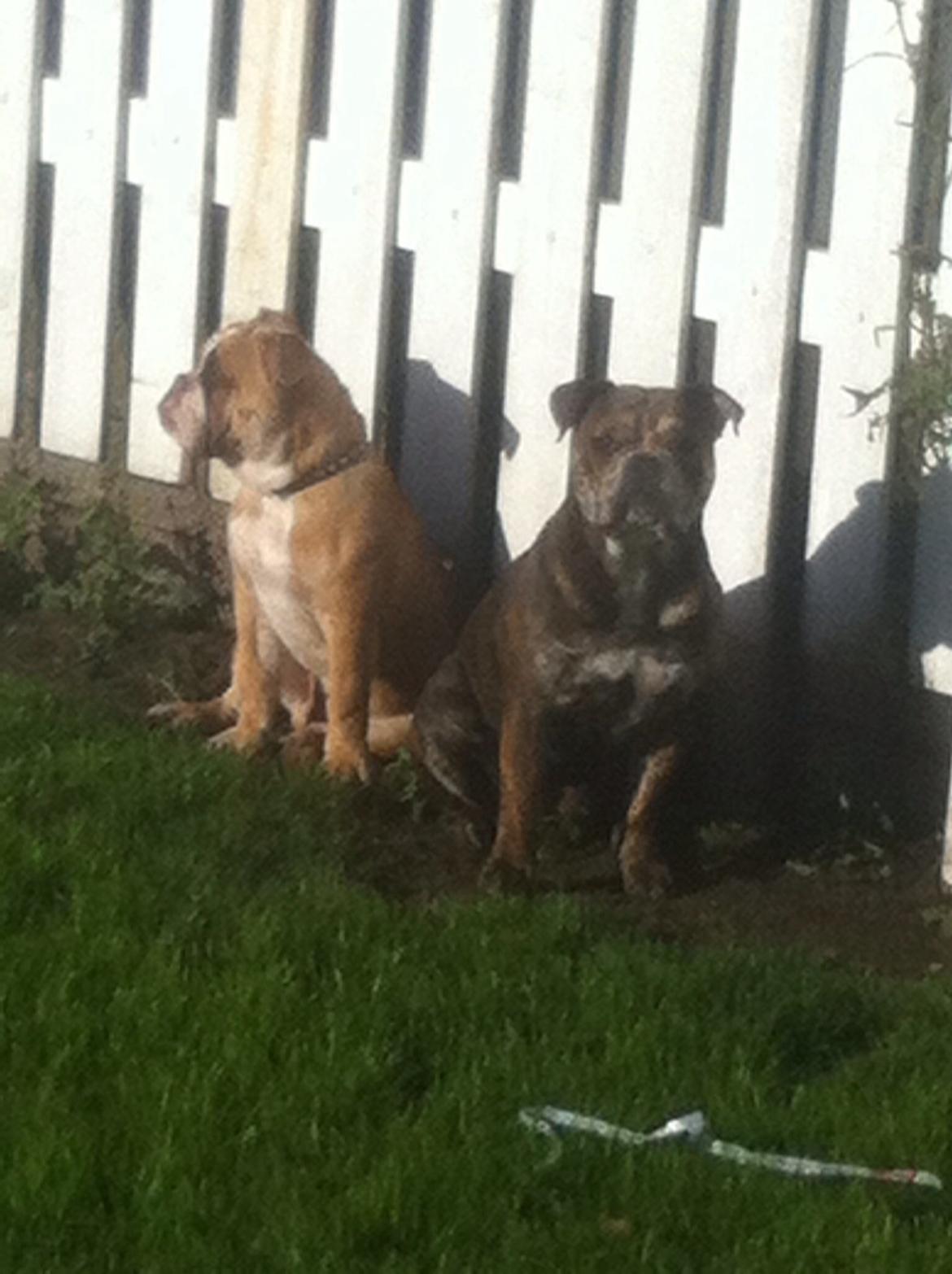 Olde english bulldogge Shelby. billede 25