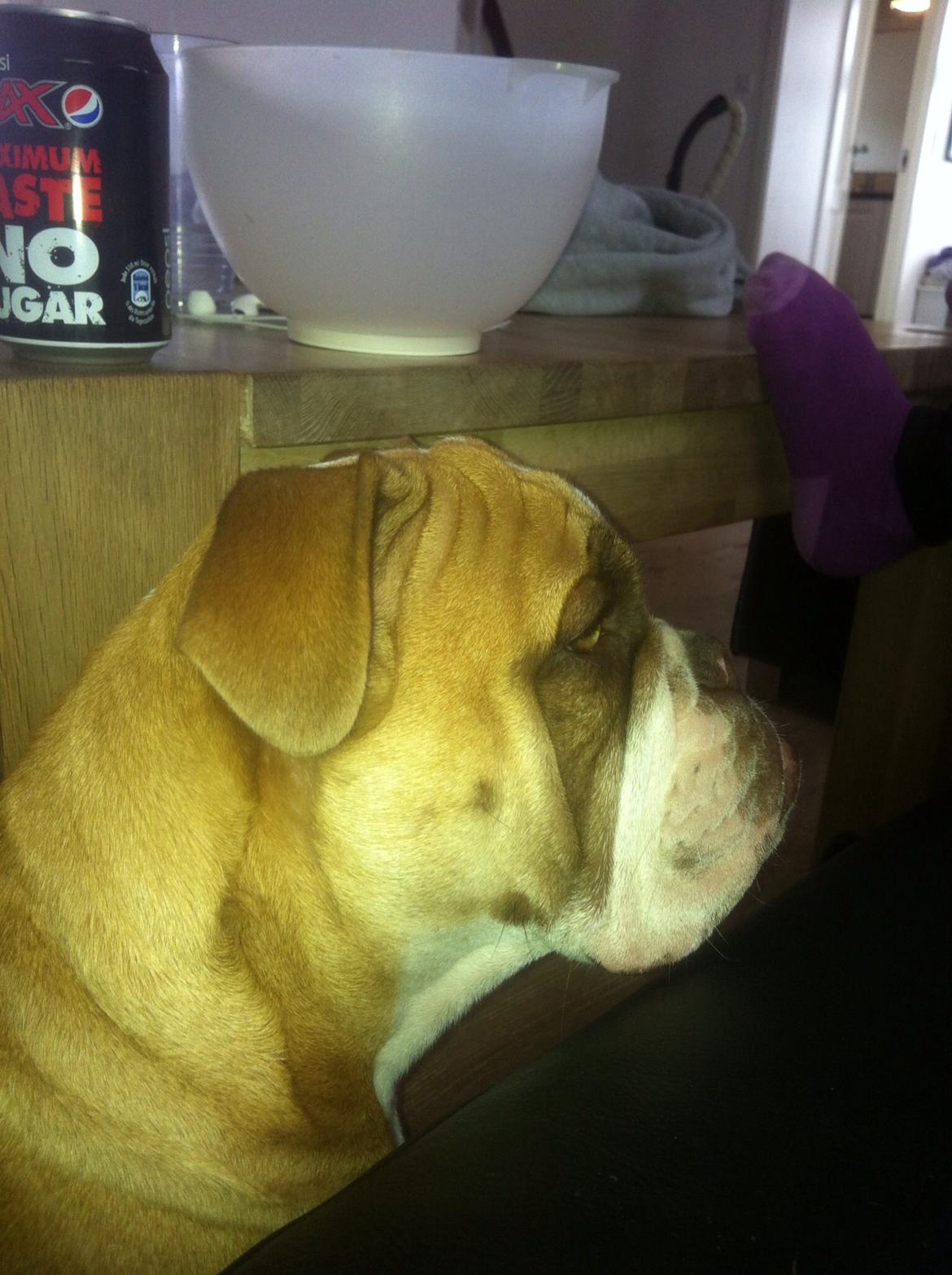 Olde english bulldogge Shelby. billede 26