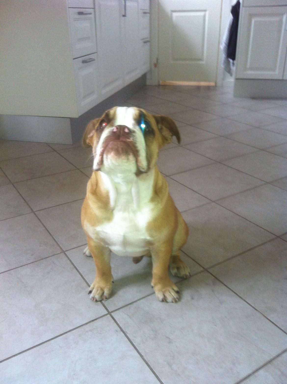 Olde english bulldogge Shelby. billede 27