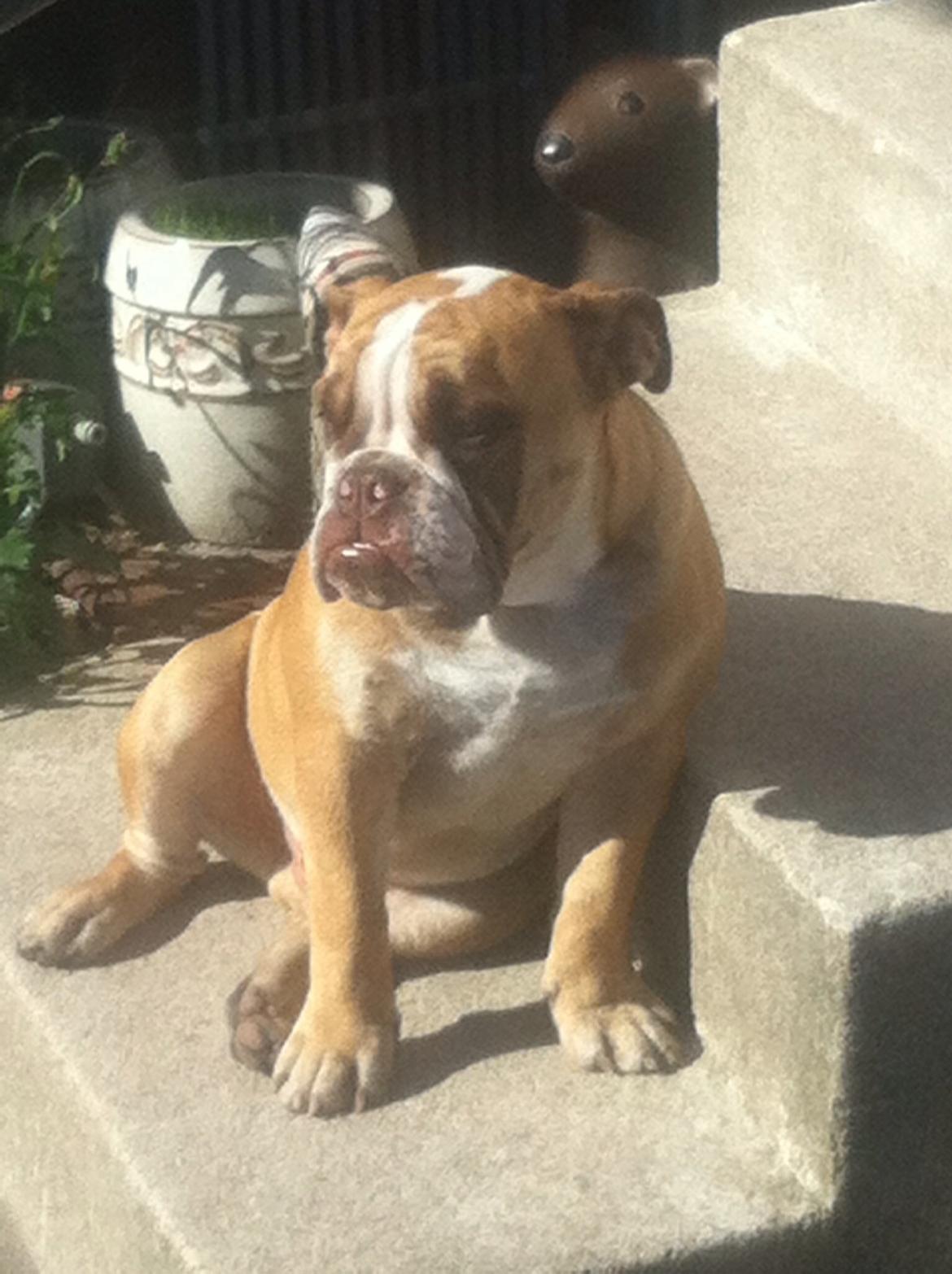 Olde english bulldogge Shelby. billede 28