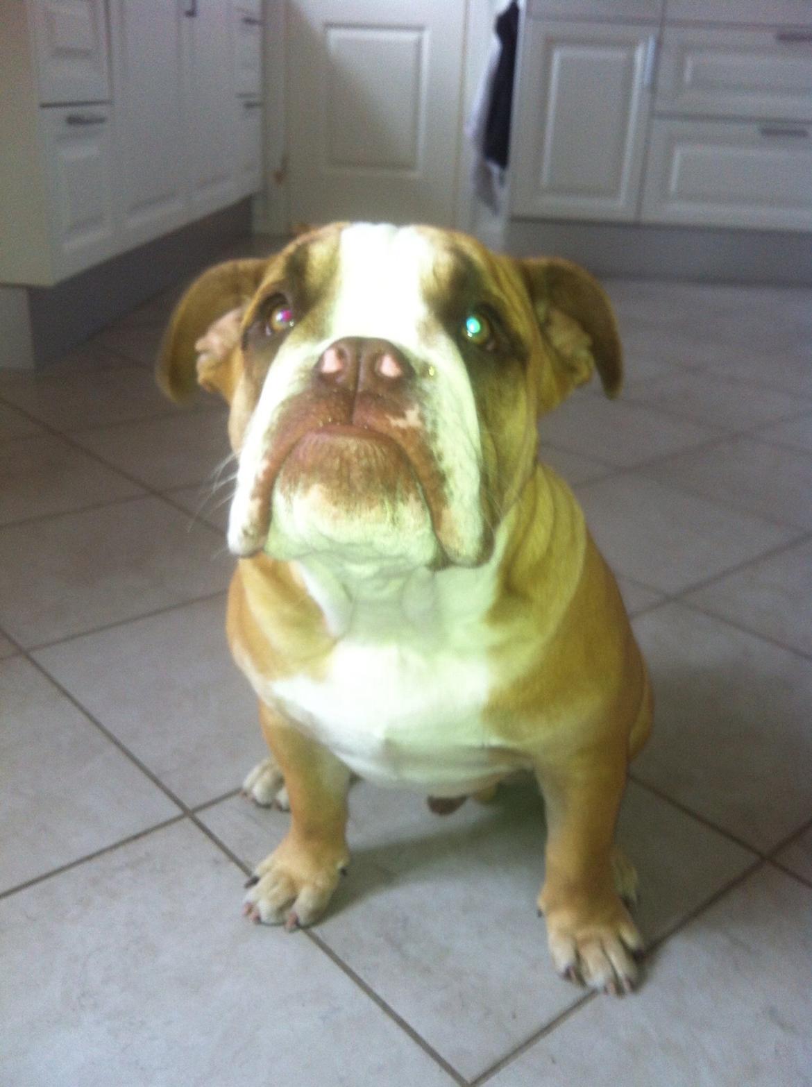 Olde english bulldogge Shelby. billede 29