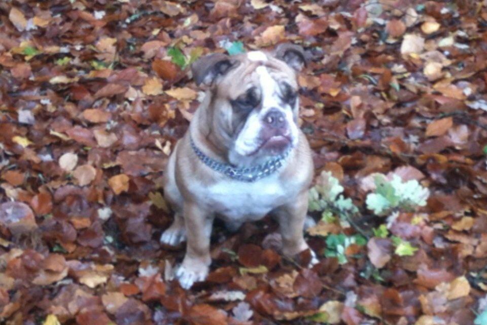 Olde english bulldogge Shelby. billede 31