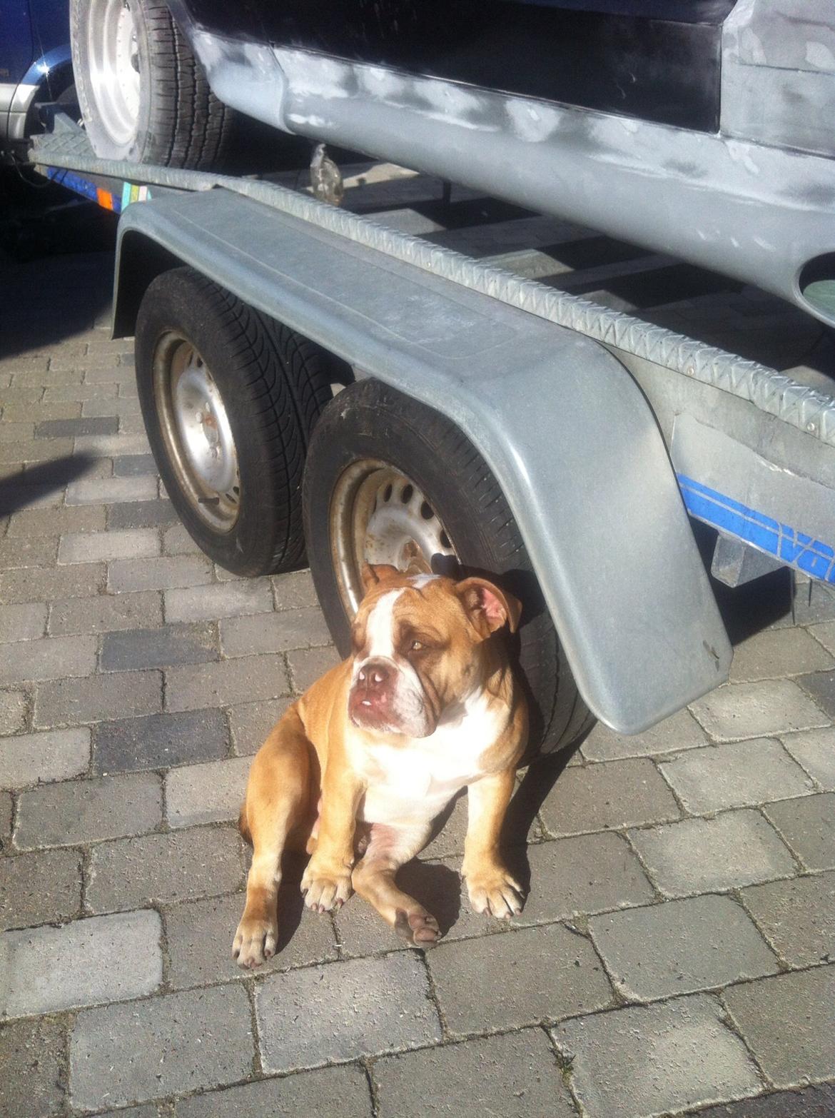 Olde english bulldogge Shelby. billede 32