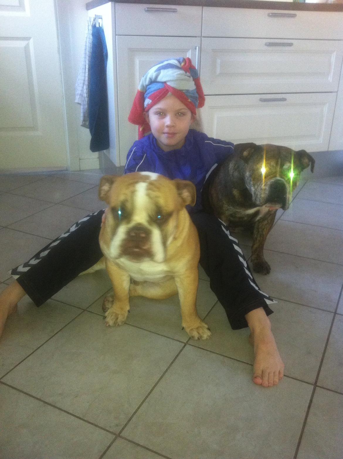 Olde english bulldogge Shelby. billede 33