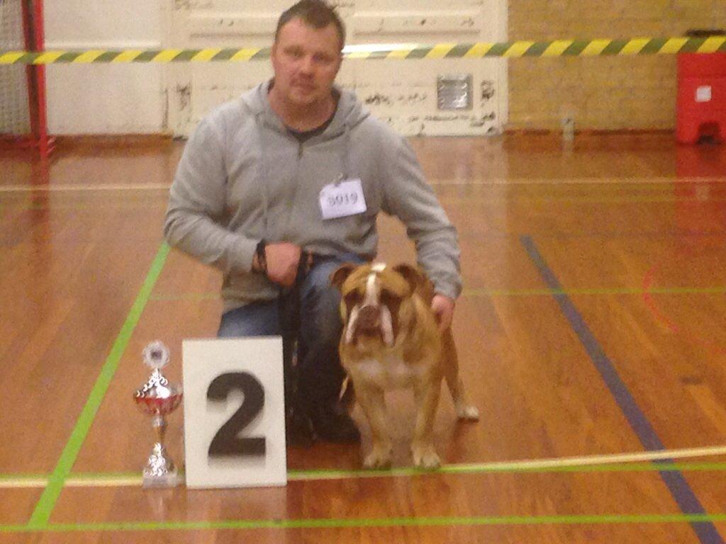 Olde english bulldogge Shelby. billede 34