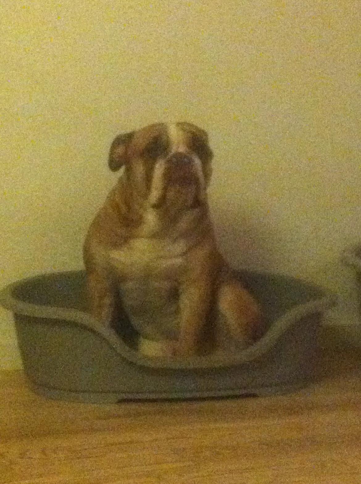 Olde english bulldogge Shelby. billede 35