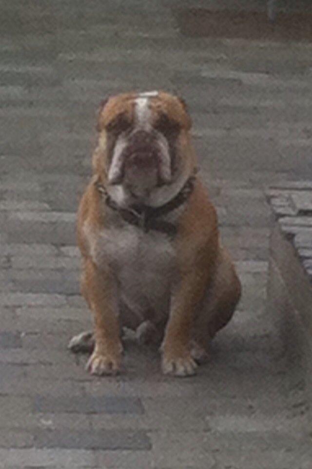 Olde english bulldogge Shelby. billede 36