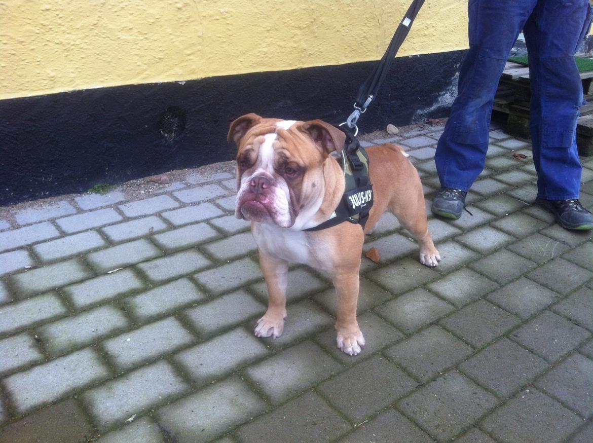 Olde english bulldogge Shelby. billede 37