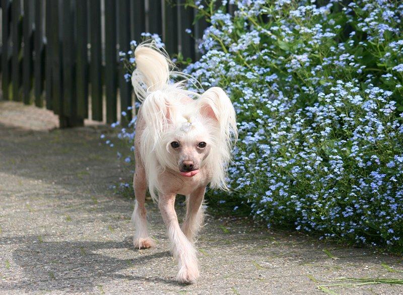 Chinese crested hårløs Silas billede 18