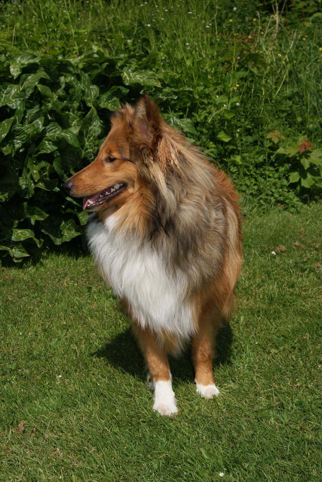 Shetland sheepdog Akela aka Keiko billede 3