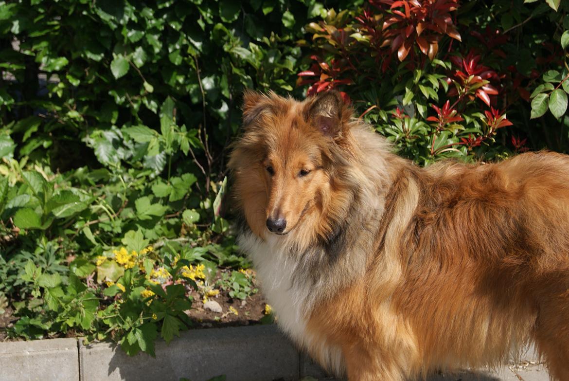 Shetland sheepdog Akela aka Keiko billede 4