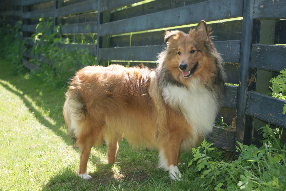 Shetland sheepdog Akela aka Keiko billede 5