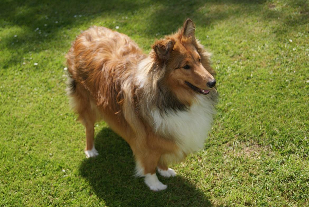 Shetland sheepdog Akela aka Keiko billede 6