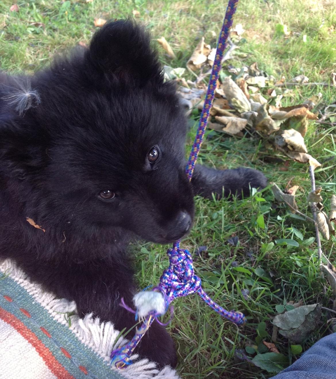 Finsk lapphund Matti billede 10