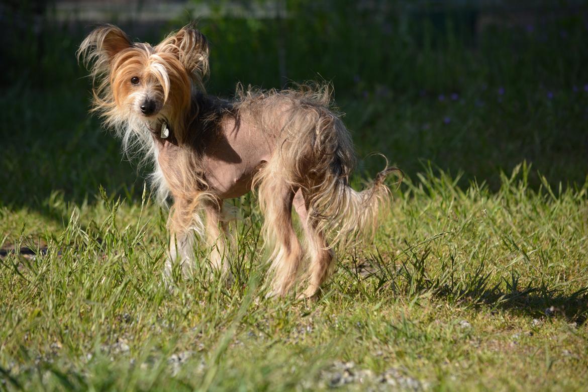 Chinese crested hårløs Chinabell's Arianna the Beauty billede 2