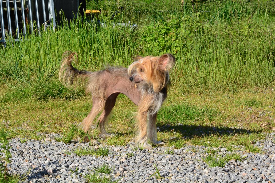 Chinese crested hårløs Chinabell's Arianna the Beauty billede 1