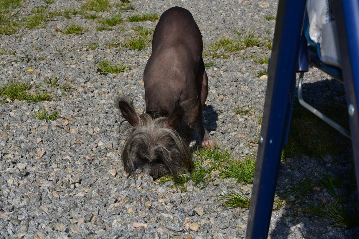Chinese crested hårløs Innis Veran billede 6