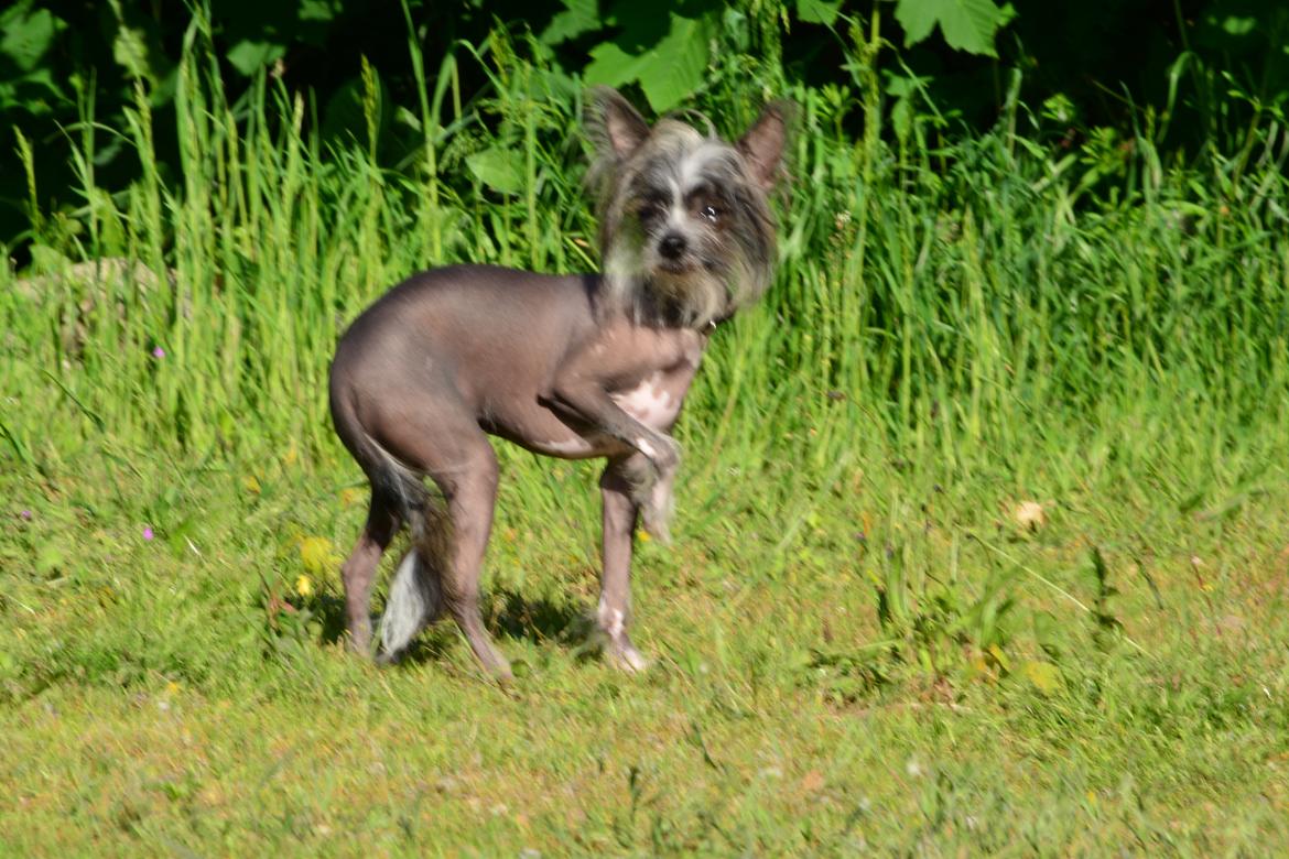 Chinese crested hårløs Innis Veran billede 2