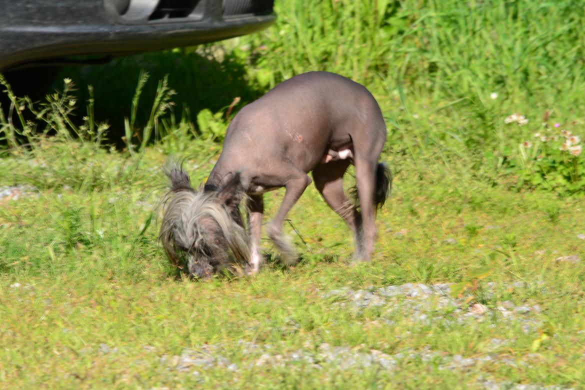 Chinese crested hårløs Innis Veran billede 4