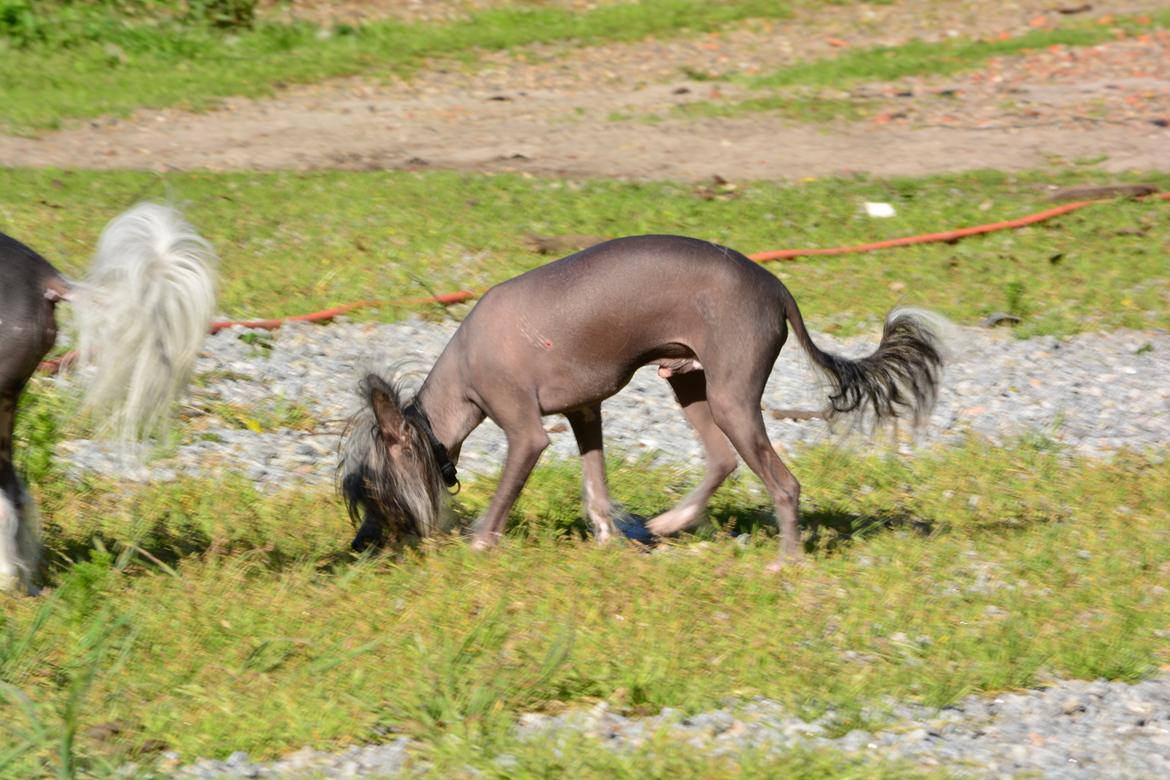 Chinese crested hårløs Innis Veran billede 3