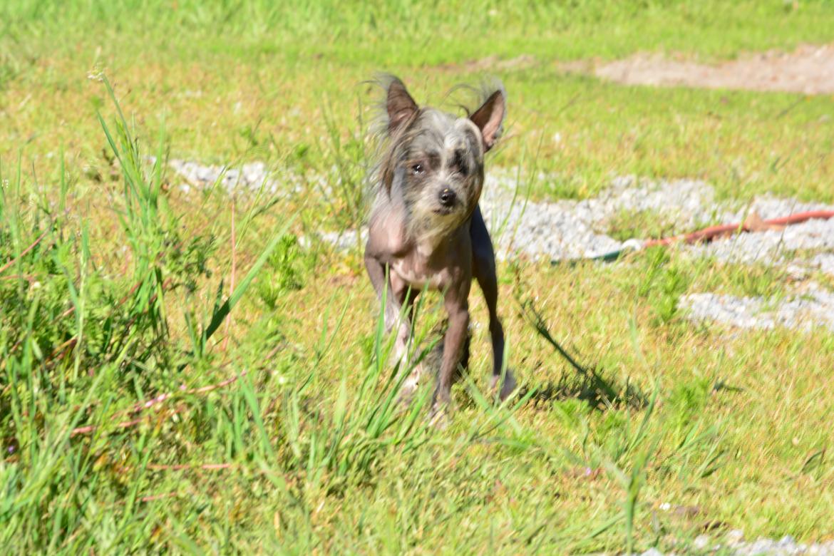 Chinese crested hårløs Innis Veran billede 5