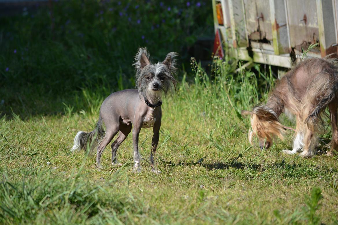 Chinese crested hårløs Innis Veran billede 1