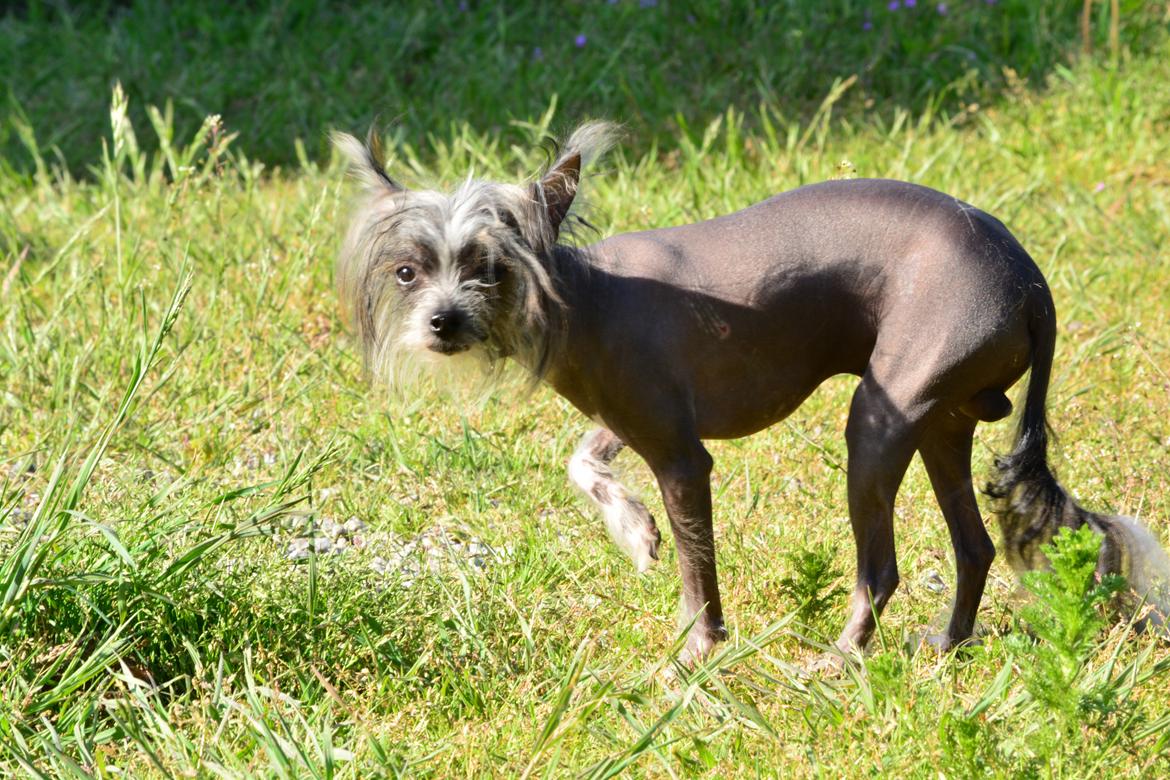 Chinese crested hårløs Innis Veran billede 7