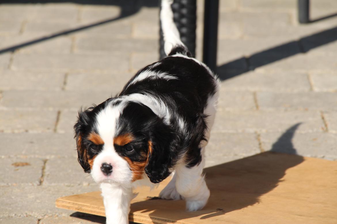 Cavalier king charles spaniel Vega billede 2